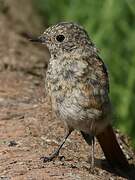 Common Redstart