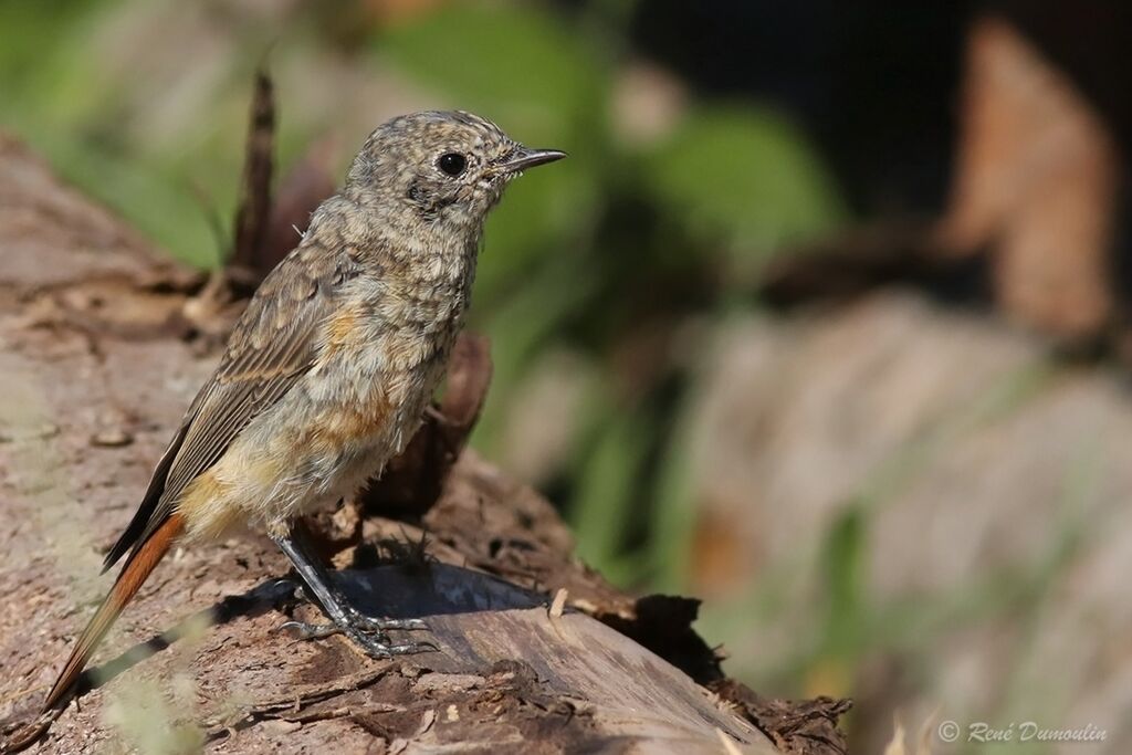 Common Redstartjuvenile, identification