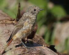 Common Redstart