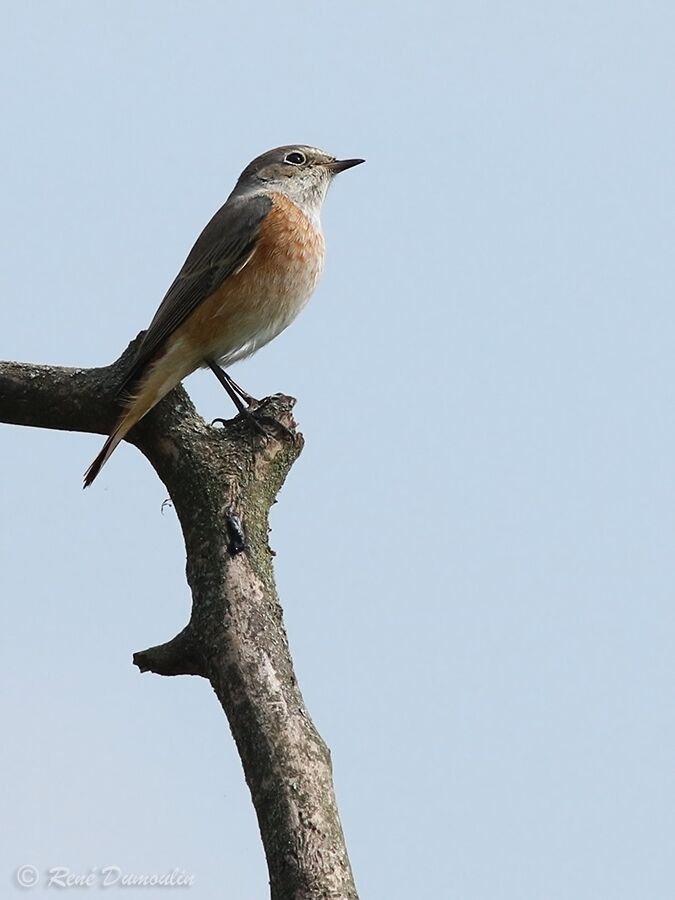 Common Redstart male First year, identification