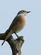 Common Redstart