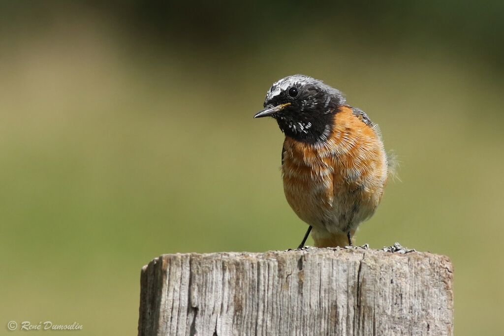 Common Redstart male adult transition, identification