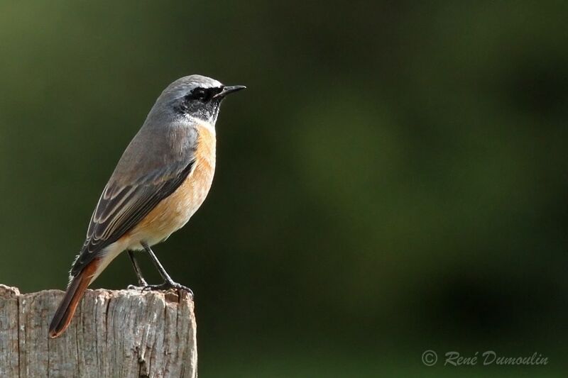 Common Redstart male adult, identification