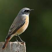 Common Redstart