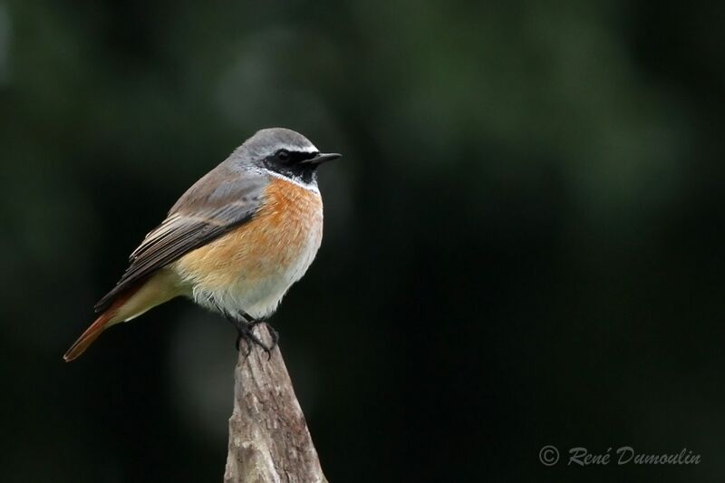 Common Redstart male adult breeding, identification