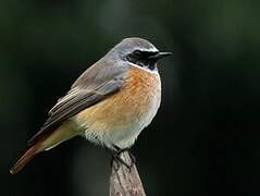 Common Redstart