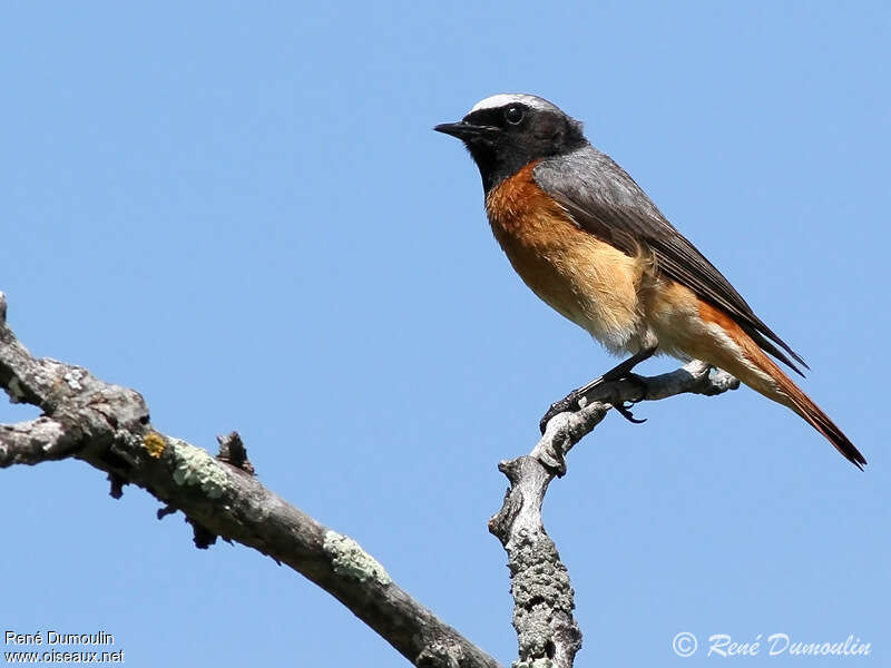 Common Redstart male adult breeding, identification