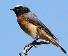 Common Redstart