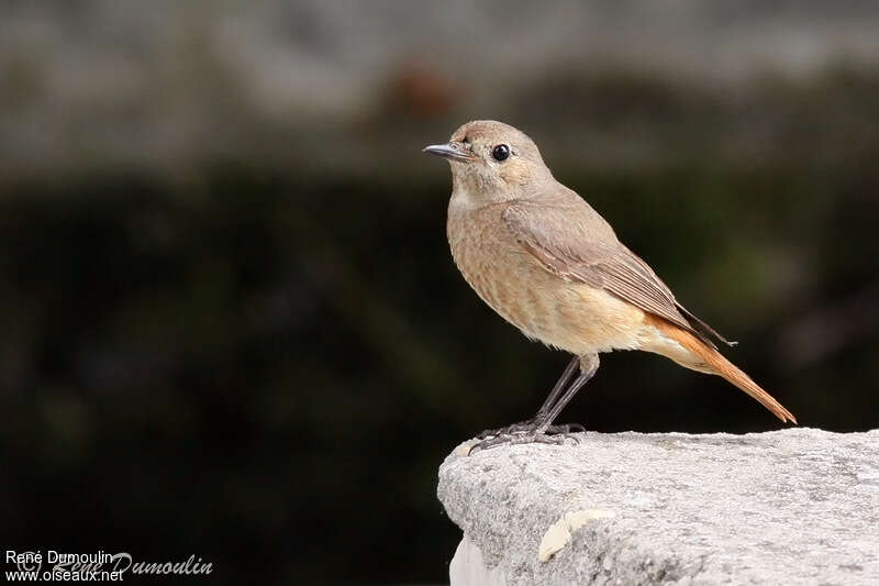 Common Redstart female adult, identification