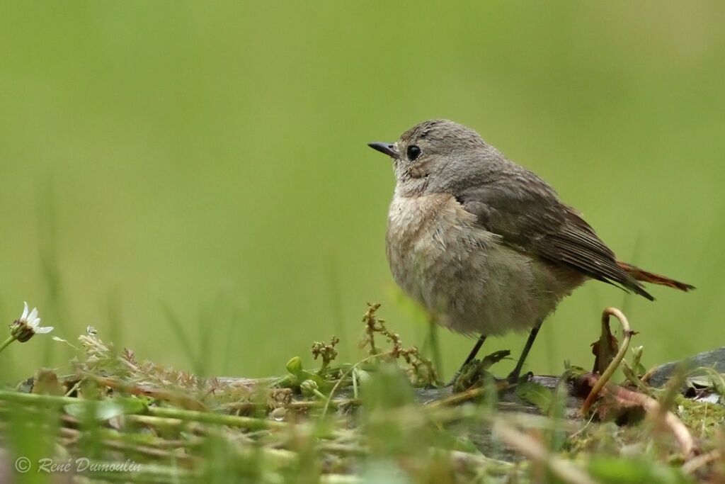 Common Redstart female adult, identification