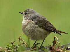 Common Redstart