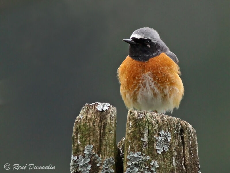 Common Redstart male adult breeding, identification