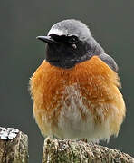 Common Redstart