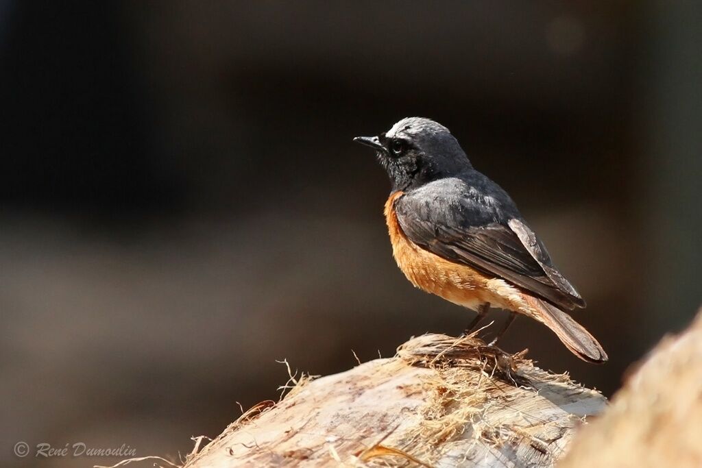 Common Redstart male adult breeding, identification