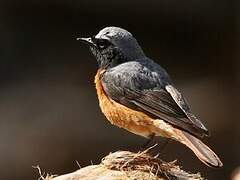 Common Redstart