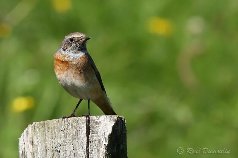 Common Redstart male adult transition, identification