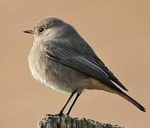 Black Redstart