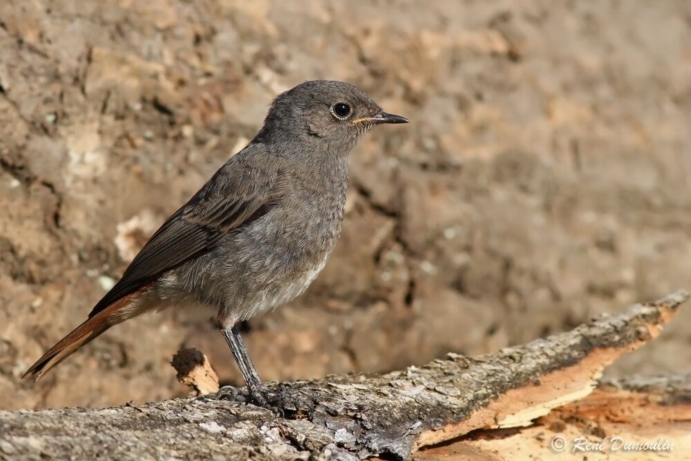 Black RedstartFirst year, identification