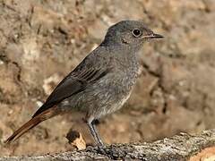 Black Redstart