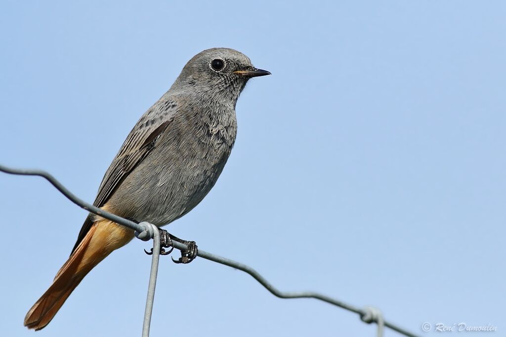 Black Redstart male adult, identification