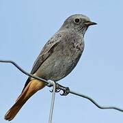 Black Redstart