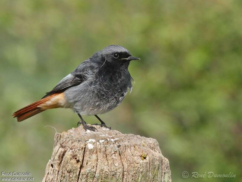 Black Redstart male Fourth year