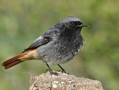 Black Redstart