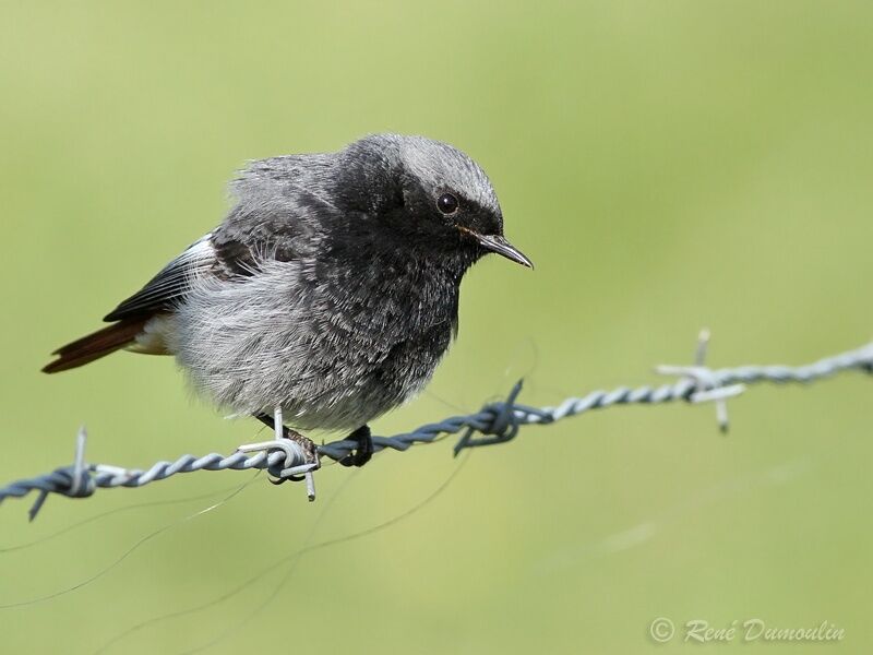 Black Redstart male adult breeding, identification