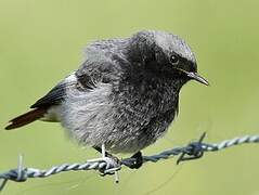 Black Redstart