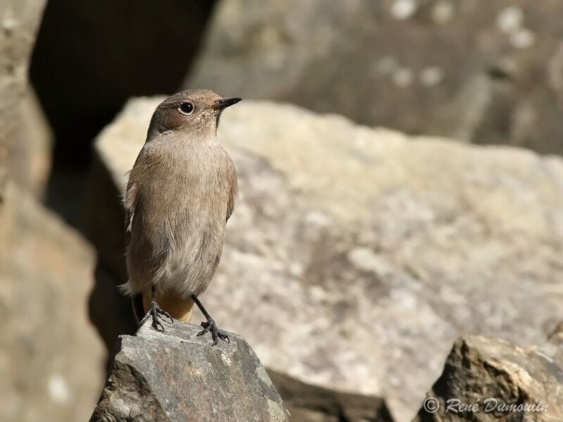 Black Redstartjuvenile, identification