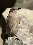 Black Redstart