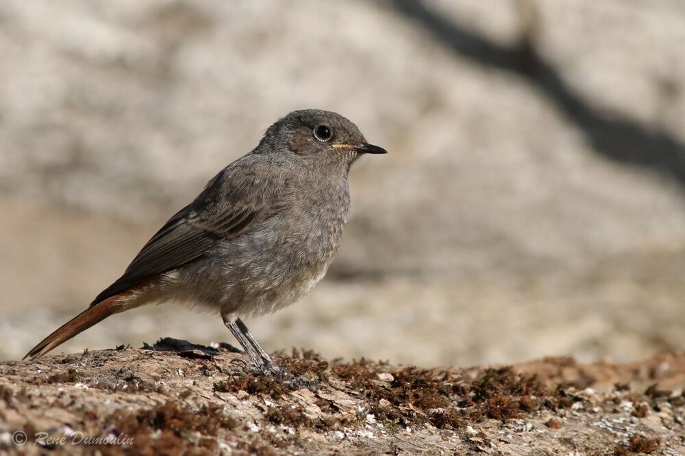 Black RedstartFirst year, identification