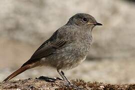 Black Redstart