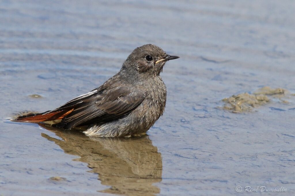 Black Redstartjuvenile, identification