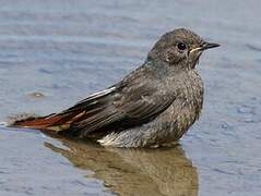 Black Redstart