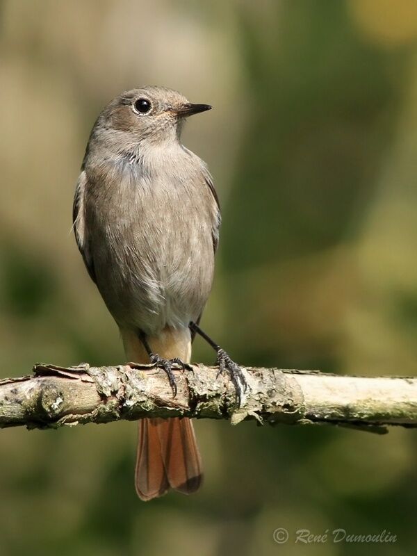 Black RedstartFirst year, identification