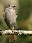 Black Redstart