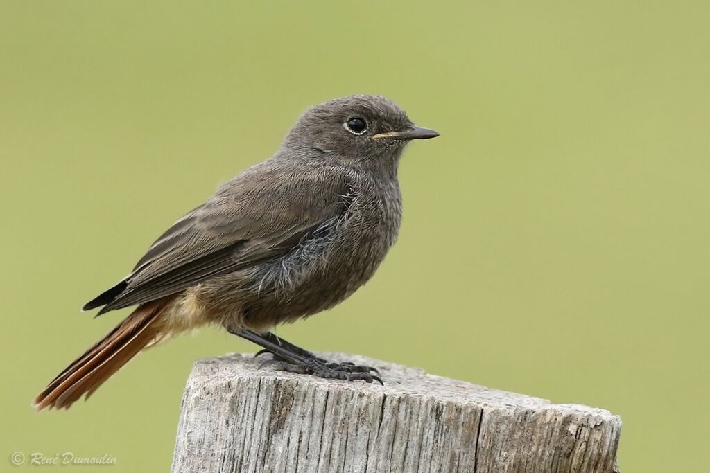 Black Redstartjuvenile, identification