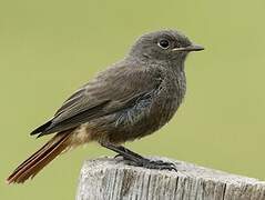 Black Redstart