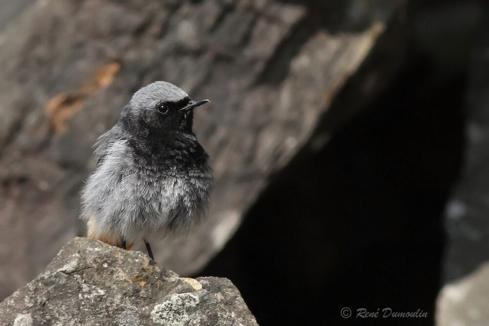 Black Redstart male adult breeding, identification