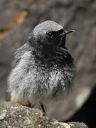 Black Redstart