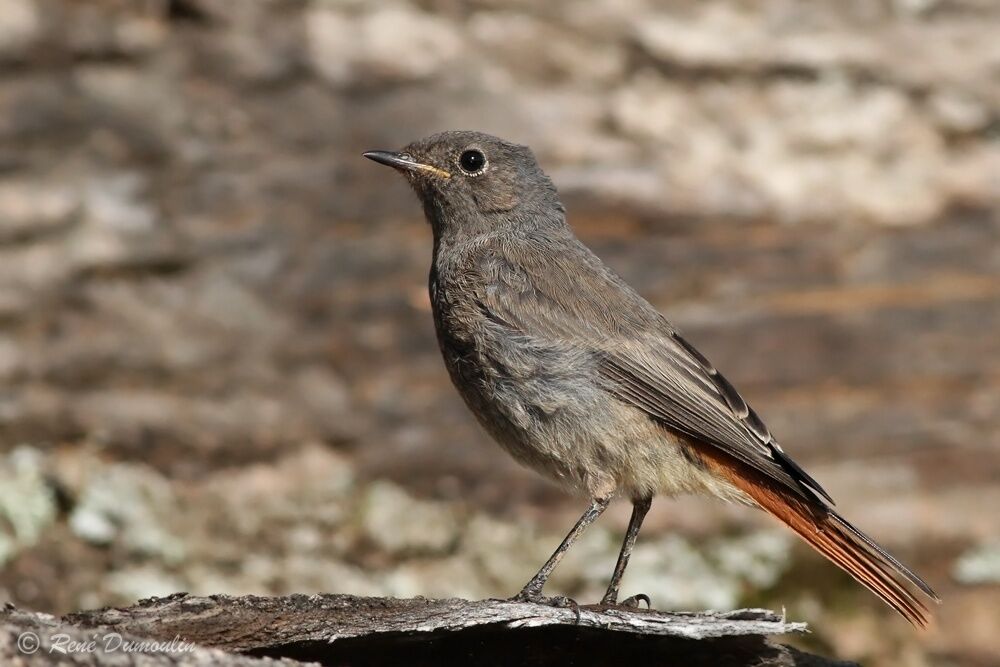 Black RedstartFirst year, identification