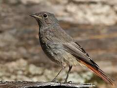 Black Redstart