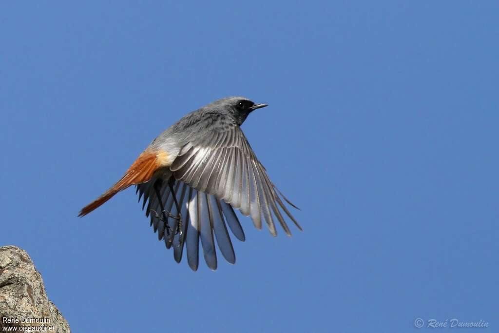 Black Redstart male adult breeding, Flight