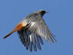 Black Redstart