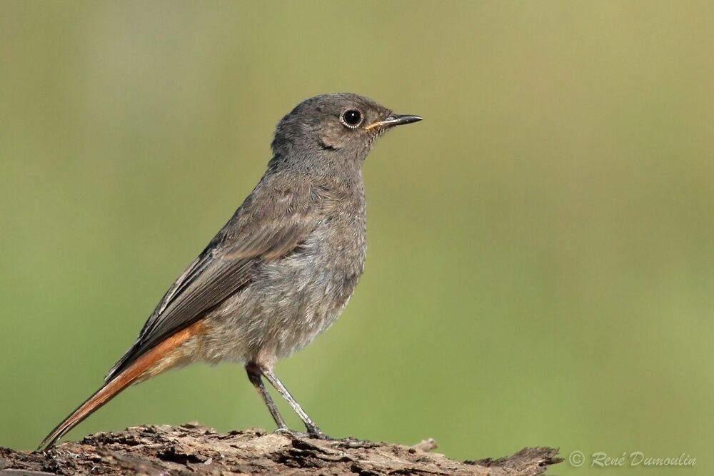 Black RedstartFirst year, identification