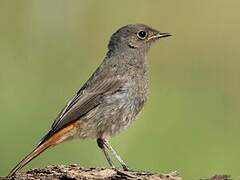 Black Redstart