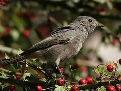 Black Redstart