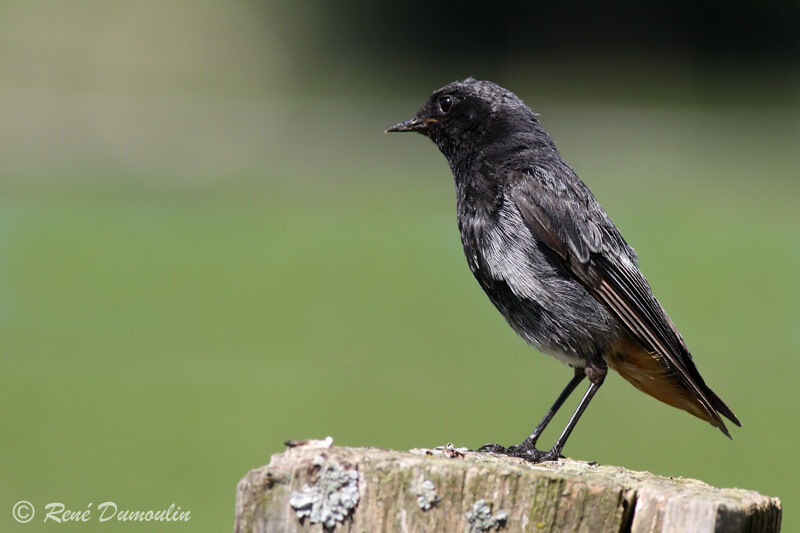 Black Redstart male adult, identification