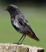 Black Redstart